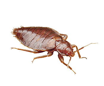 Bettwanzen | EXento GmbH Schädlingsbekämpfung