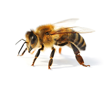 Bienen | EXento GmbH Schädlingsbekämpfung