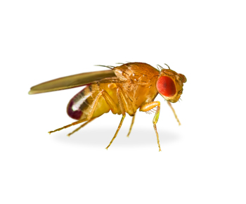 Fruchtfliege | EXento GmbH Schädlingsbekämpfung