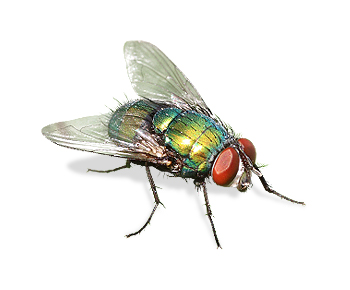 Goldfliege | EXento GmbH Schädlingsbekämpfung