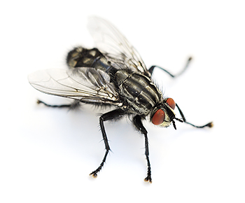 Große Stubenfliege | EXento GmbH Schädlingsbekämpfung