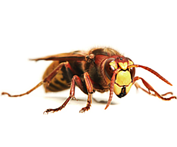 Hornissen | EXento GmbH Schädlingsbekämpfung