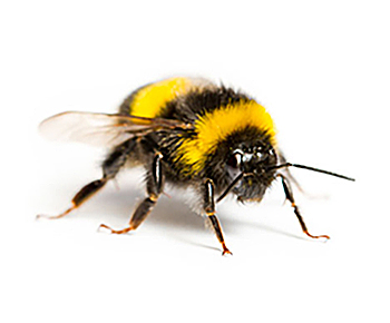 Hummeln | EXento GmbH Schädlingsbekämpfung