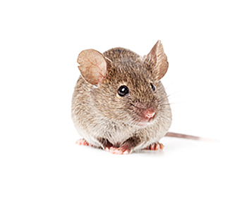 Mäuse | EXento GmbH Schädlingsbekämpfung