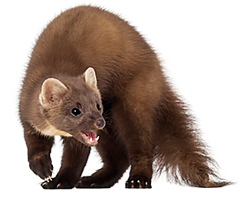 Marder | EXento GmbH Schädlingsbekämpfung