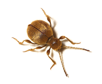 Messingkäfer | EXento GmbH Schädlingsbekämpfung