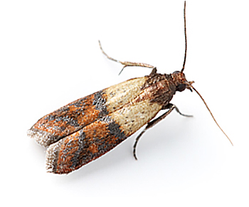 Motten | EXento GmbH Schädlingsbekämpfung