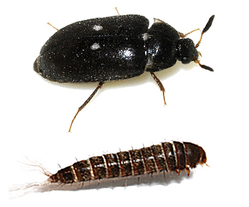 Pelzkäfer mit Larve | EXento GmbH Schädlingsbekämpfung