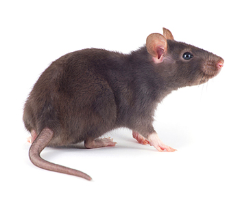 Ratten | EXento GmbH Schädlingsbekämpfung