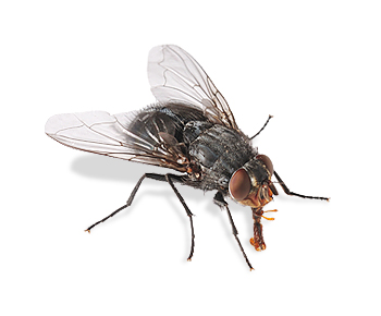 Schmeißfliege | EXento GmbH Schädlingsbekämpfung