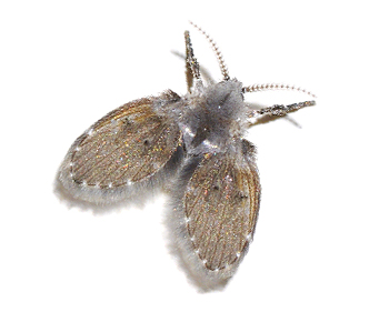 Schmetterlingsfliege | EXento GmbH Schädlingsbekämpfung