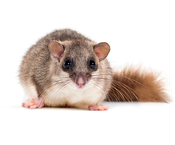 Siebenschläfer | EXento GmbH Schädlingsbekämpfung