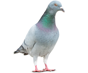 Tauben | EXento GmbH Schädlingsbekämpfung