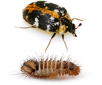 Teppichkäfer mit Larve | EXento GmbH Schädlingsbekämpfung