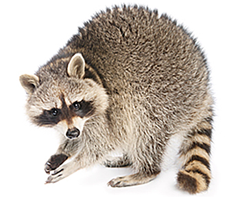 Waschbären | EXento GmbH Schädlingsbekämpfung