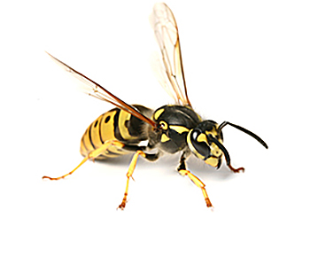 Wespen | EXento GmbH Schädlingsbekämpfung