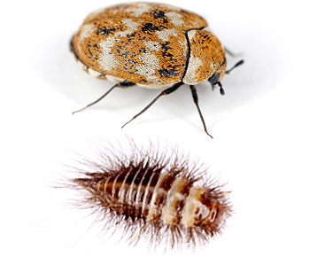 Wollkrautblütenkäfer mit Larve | EXento GmbH Schädlingsbekämpfung