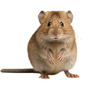 Wühlmäuse | EXento GmbH Schädlingsbekämpfung