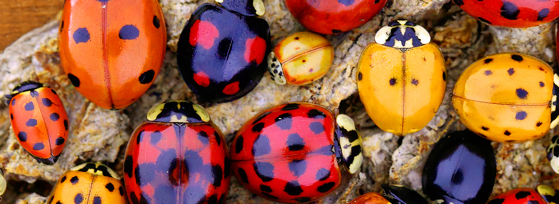 Asiatischer Marienkäfer | EXento GmbH Schädlingsbekämpfung Asiatischer Marienkäfer | EXento GmbH Schädlingsbekämpfung