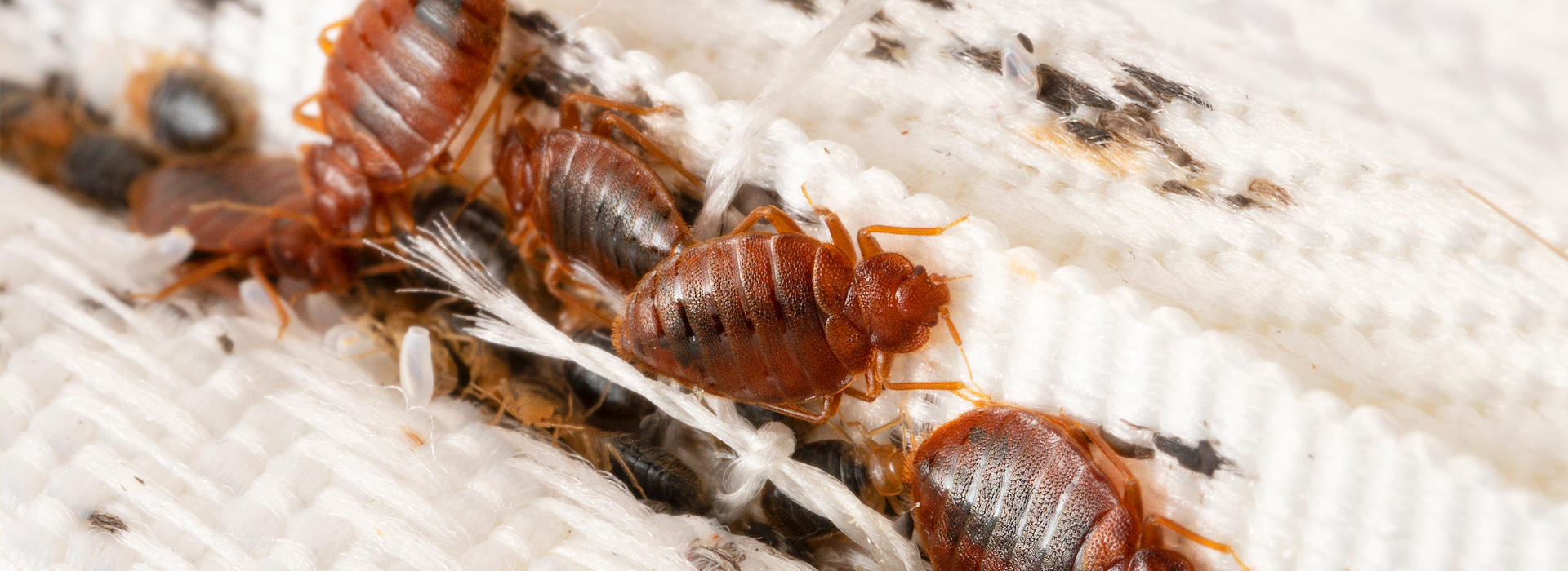 Bettwanzen | EXento GmbH Schädlingsbekämpfung Bettwanzen | EXento GmbH Schädlingsbekämpfung