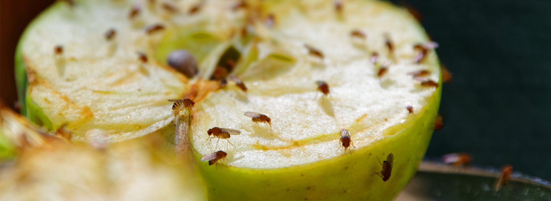Fruchtfliege | EXento GmbH Schädlingsbekämpfung