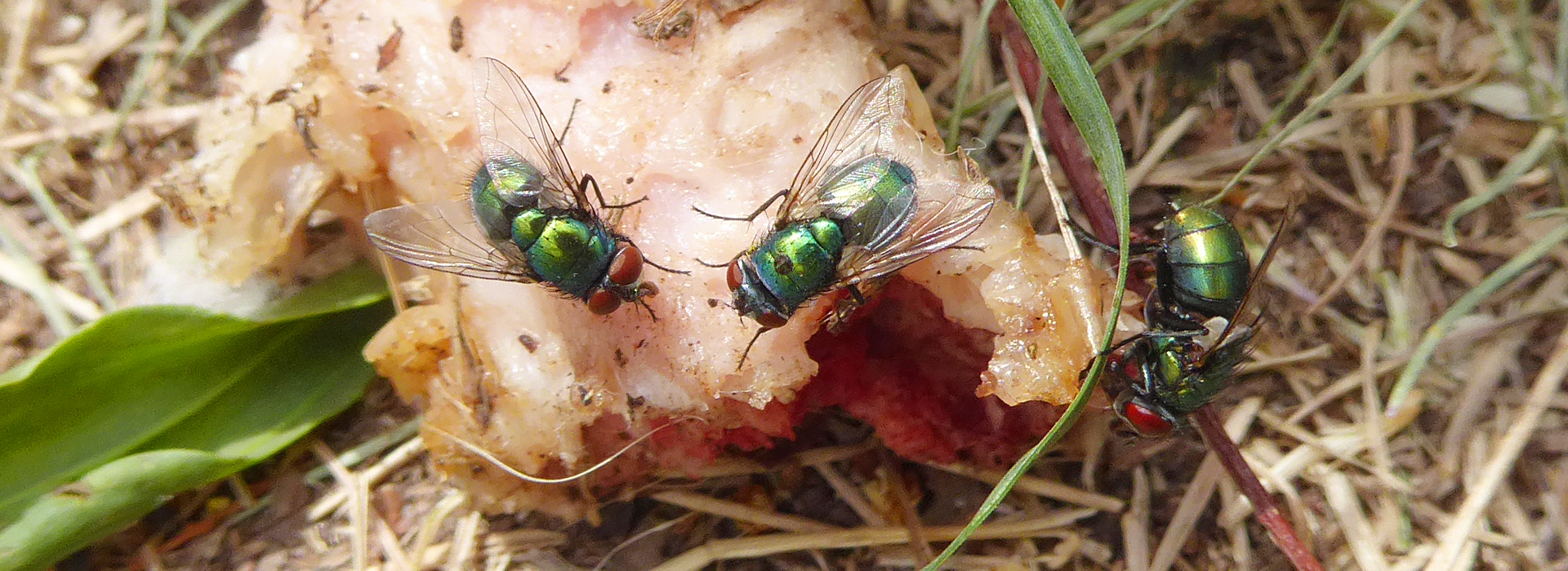 Goldfliege | EXento GmbH Schädlingsbekämpfung