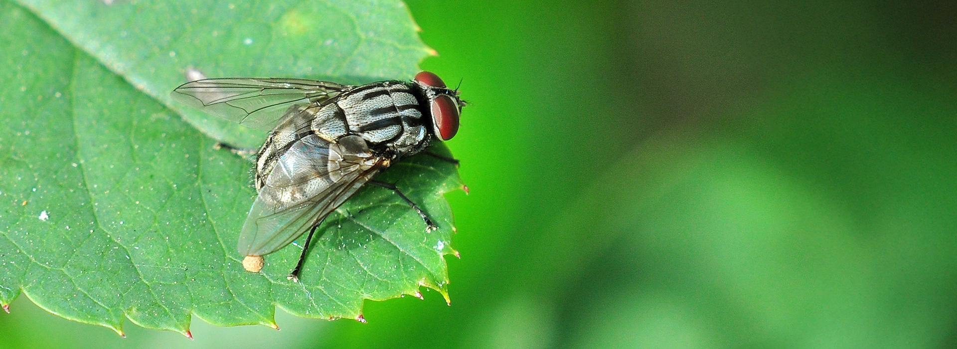 Große Stubenfliege | EXento GmbH Schädlingsbekämpfung Große Stubenfliege | EXento GmbH Schädlingsbekämpfung