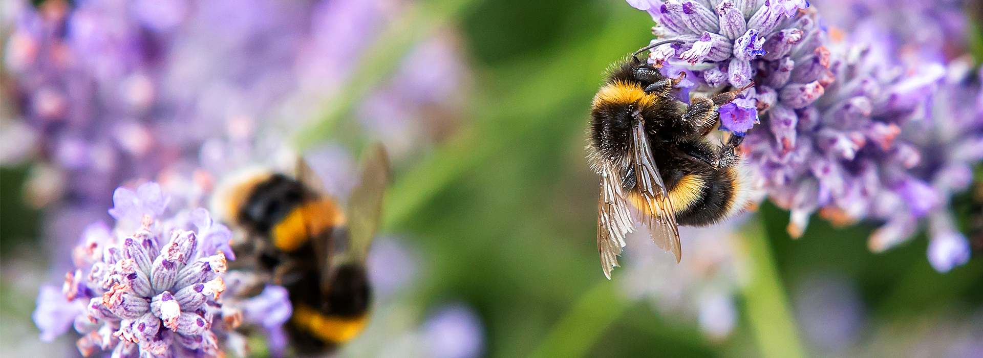 Hummeln | EXento GmbH Schädlingsbekämpfung