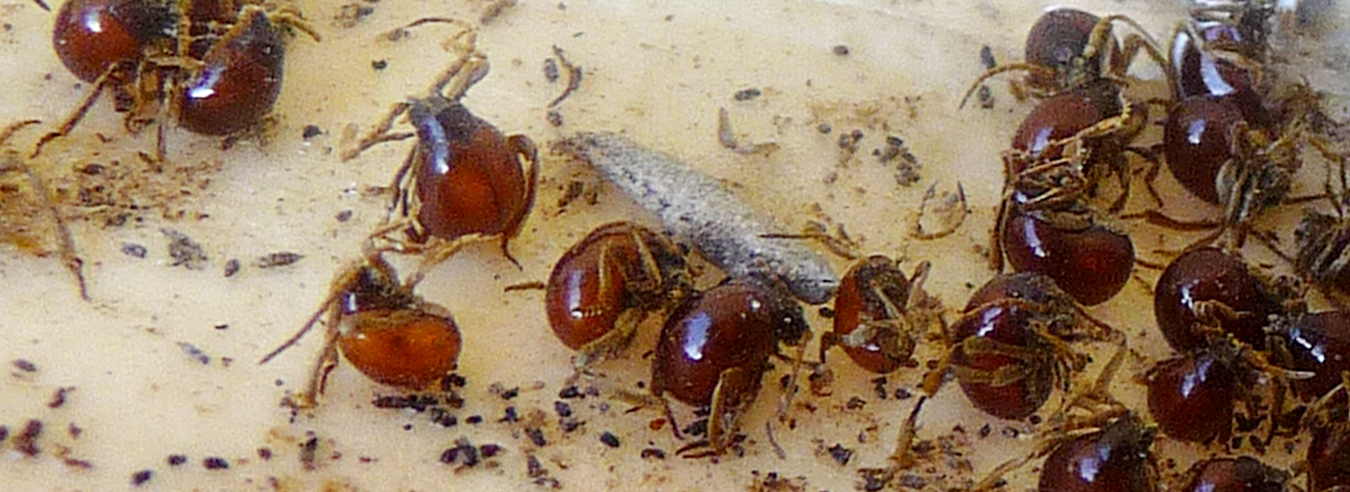 Kugelkäfer | EXento GmbH Schädlingsbekämpfung