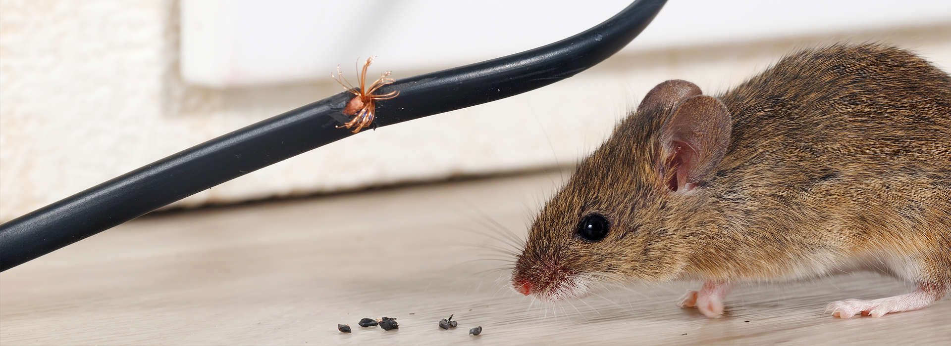 Mäuse | EXento GmbH Schädlingsbekämpfung