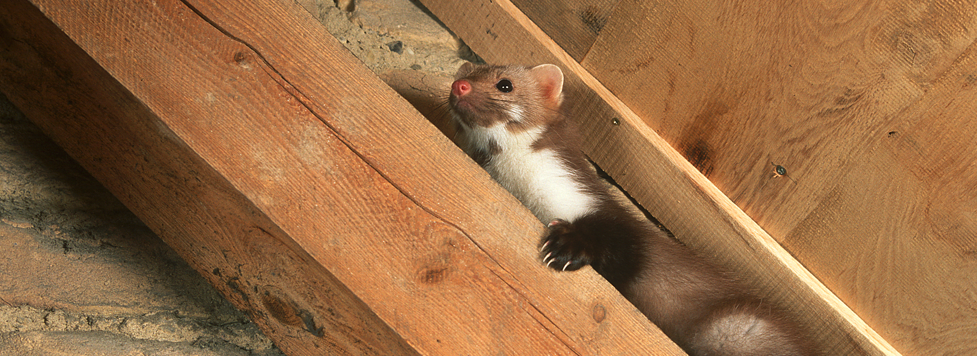 Marder | EXento GmbH Schädlingsbekämpfung Marder | EXento GmbH Schädlingsbekämpfung