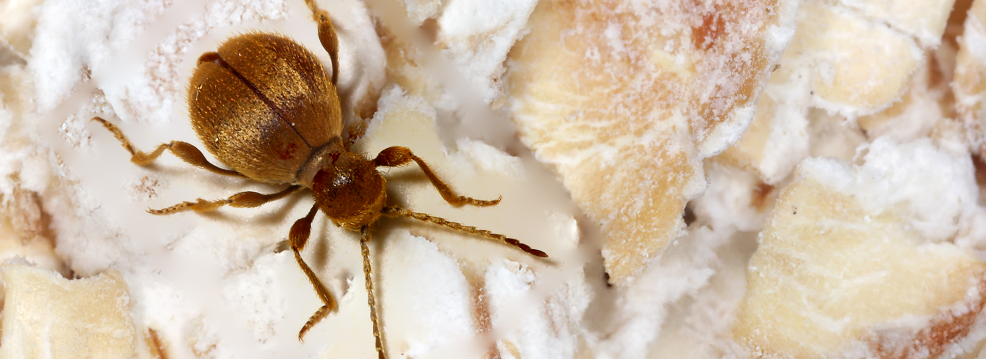 Messingkäfer | EXento GmbH Schädlingsbekämpfung