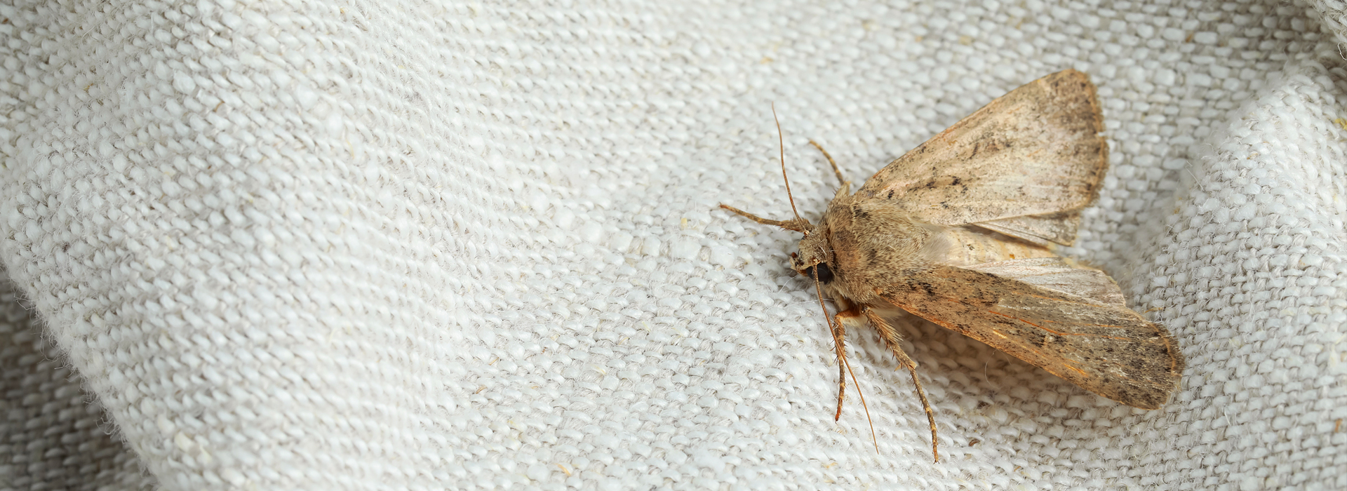 Motten | EXento GmbH Schädlingsbekämpfung