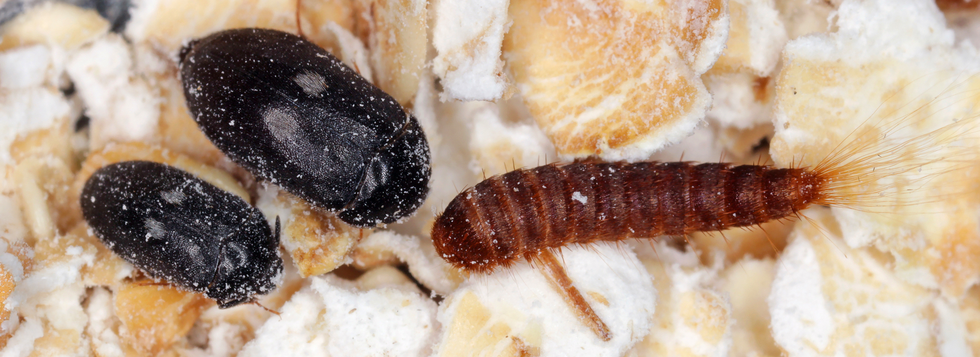 Pelzkäfer mit Larve | EXento GmbH Schädlingsbekämpfung