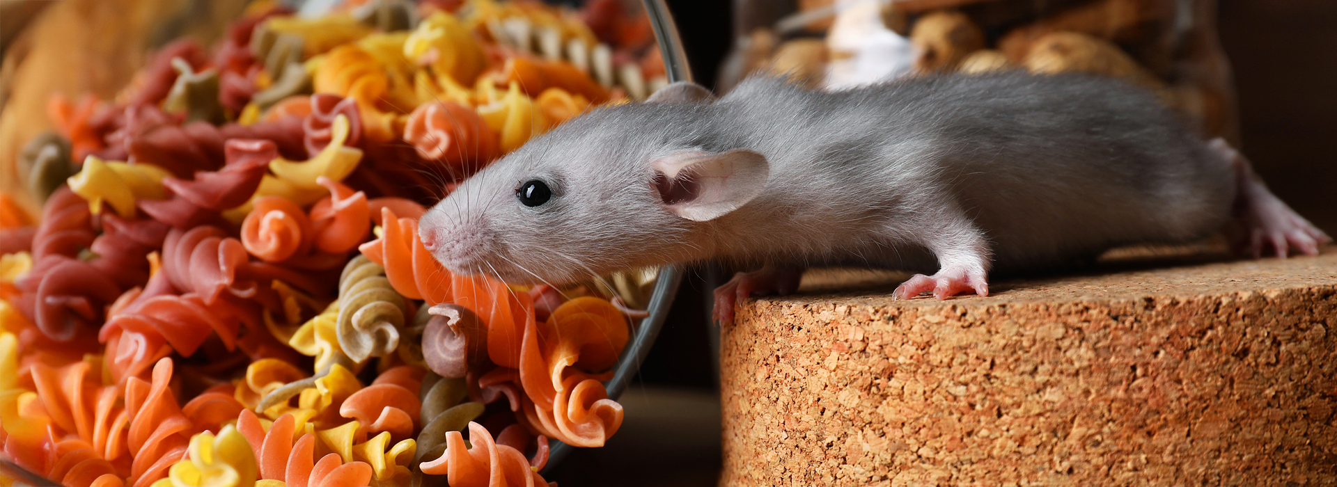 Ratten | EXento GmbH Schädlingsbekämpfung