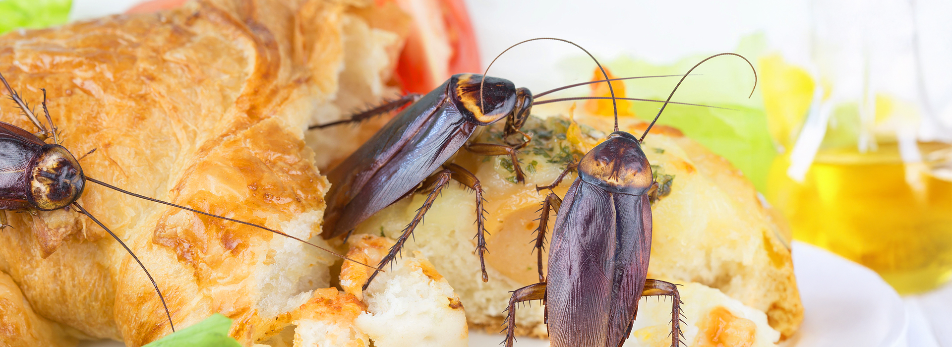 Schaben / Kakerlaken | EXento GmbH Schädlingsbekämpfung Schaben / Kakerlaken | EXento GmbH Schädlingsbekämpfung