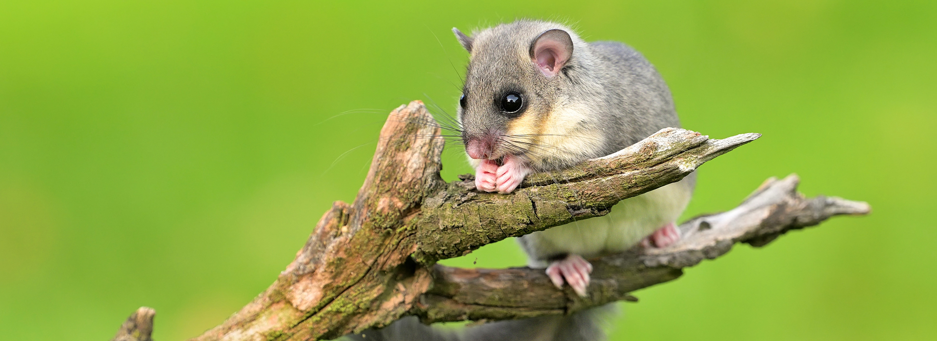 Siebenschläfer | EXento GmbH Schädlingsbekämpfung