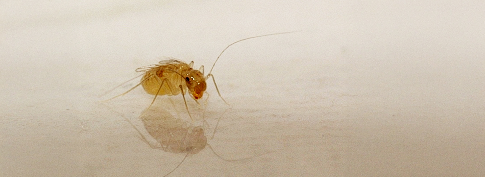 Staubläuse | EXento GmbH Schädlingsbekämpfung