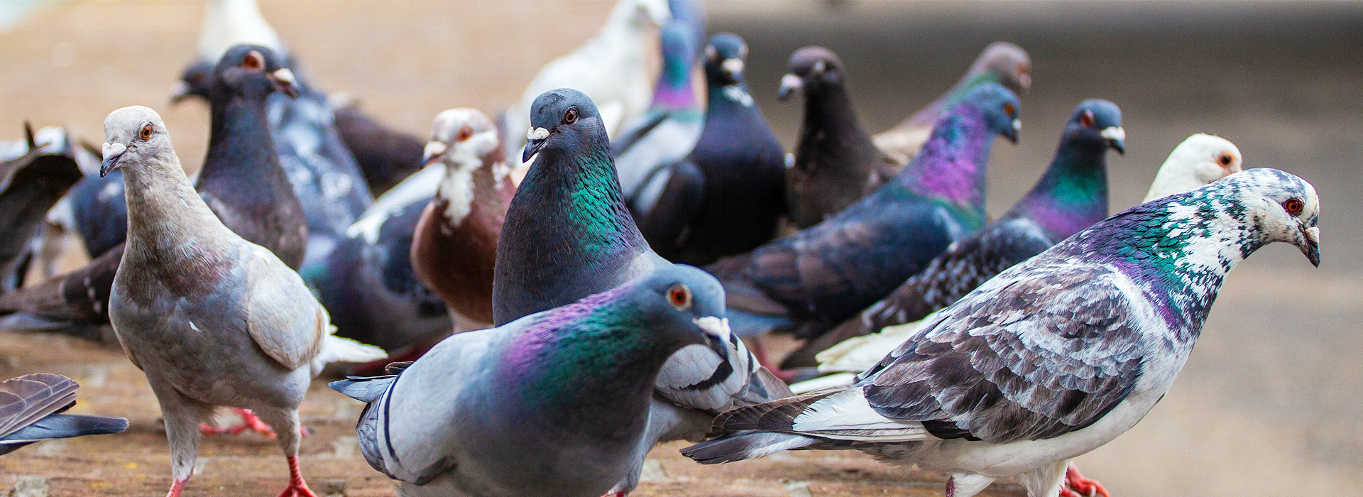 Tauben | EXento GmbH Schädlingsbekämpfung