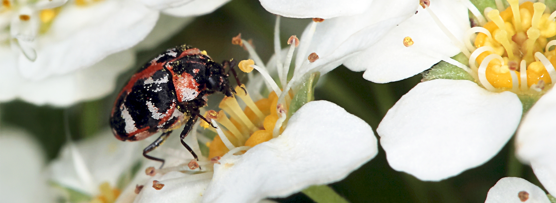 Teppichkäfer | EXento GmbH Schädlingsbekämpfung