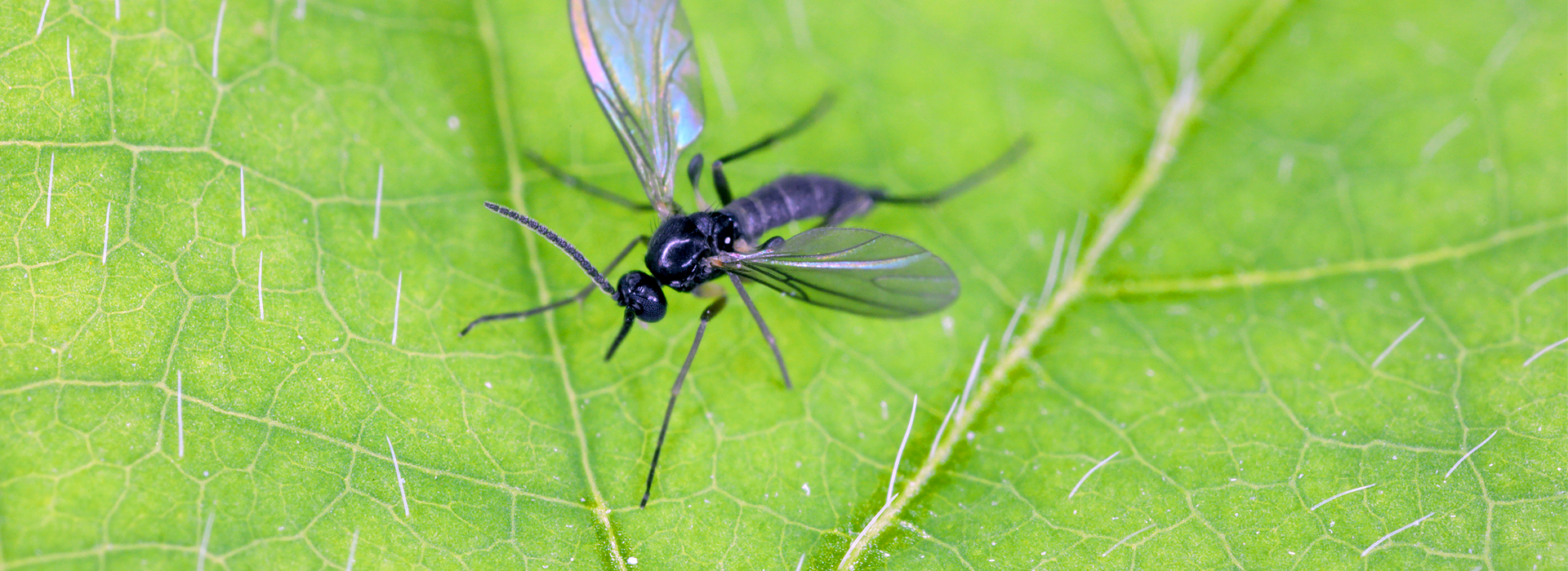 Trauermücken | EXento GmbH Schädlingsbekämpfung
