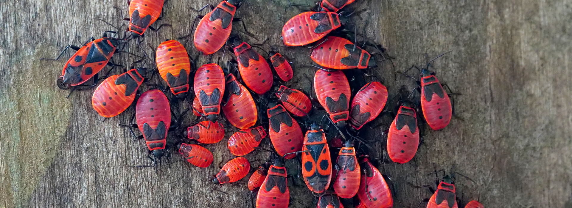 Wanzen | EXento GmbH Schädlingsbekämpfung