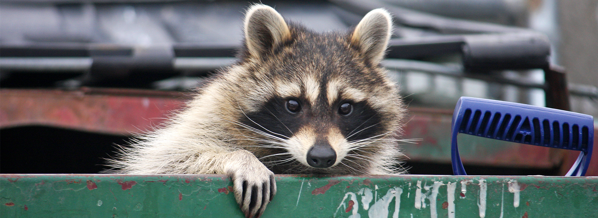 Waschbären | EXento GmbH Schädlingsbekämpfung