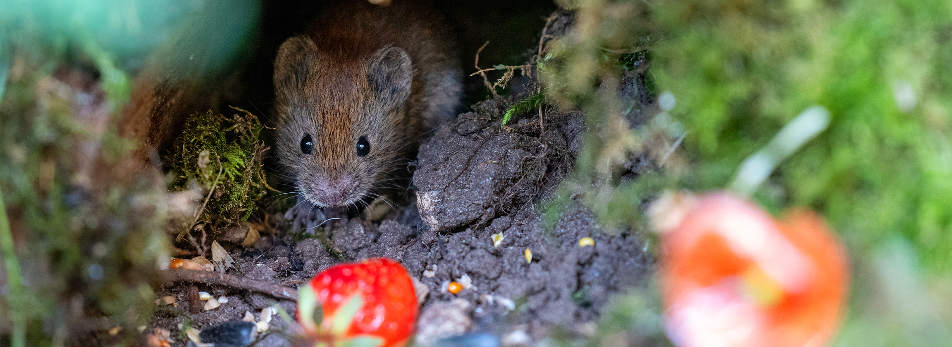 Wühlmäuse | EXento GmbH Schädlingsbekämpfung Wühlmäuse | EXento GmbH Schädlingsbekämpfung