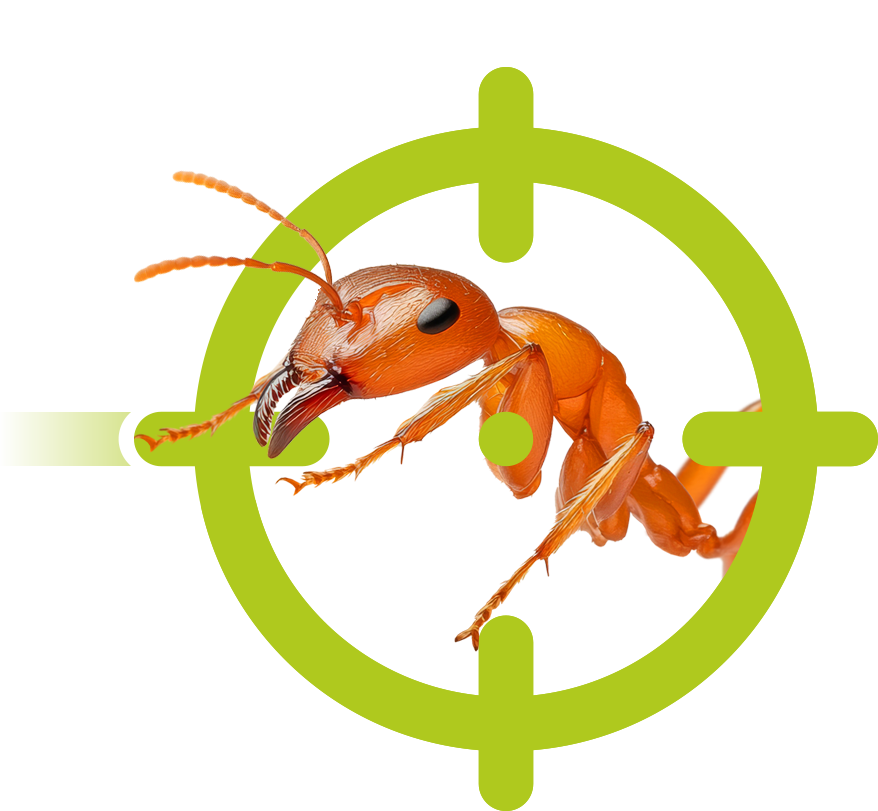 Ameisen | EXento GmbH Schädlingsbekämpfung