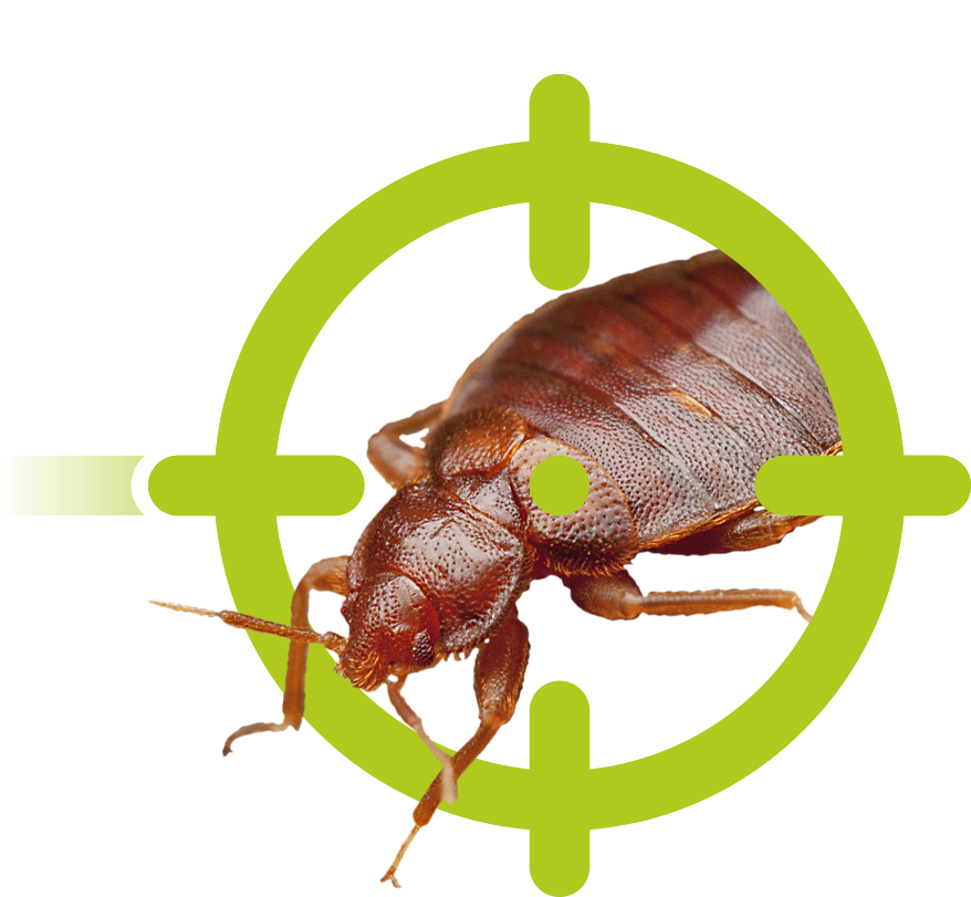 Bettwanzen | EXento GmbH Schädlingsbekämpfung