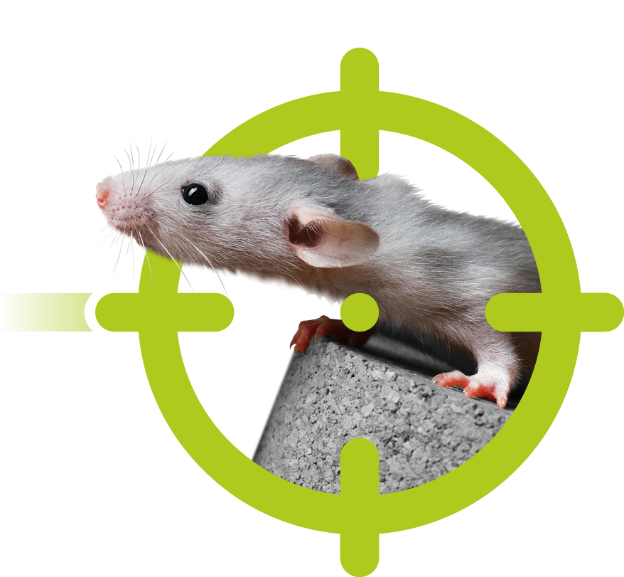 Mäuse und Ratten | EXento GmbH Schädlingsbekämpfung