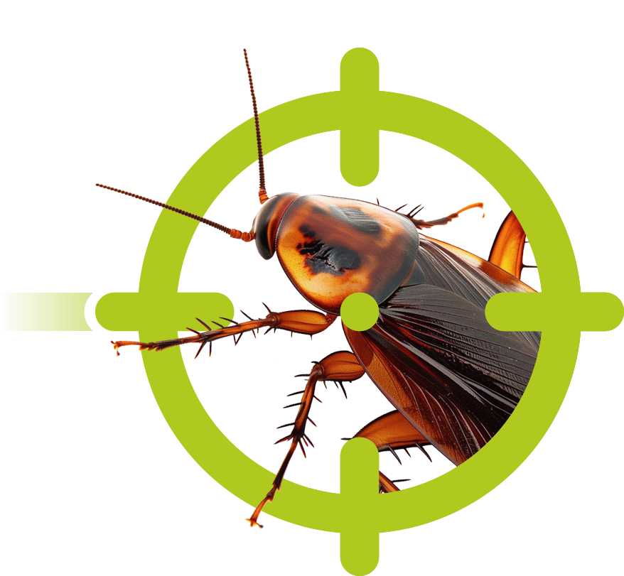 Schaben / Kakerlaken | EXento GmbH Schädlingsbekämpfung