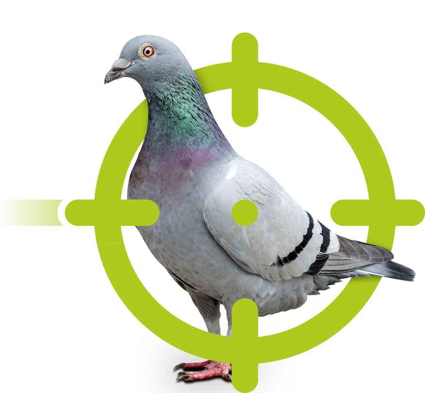 Tauben | EXento GmbH Schädlingsbekämpfung