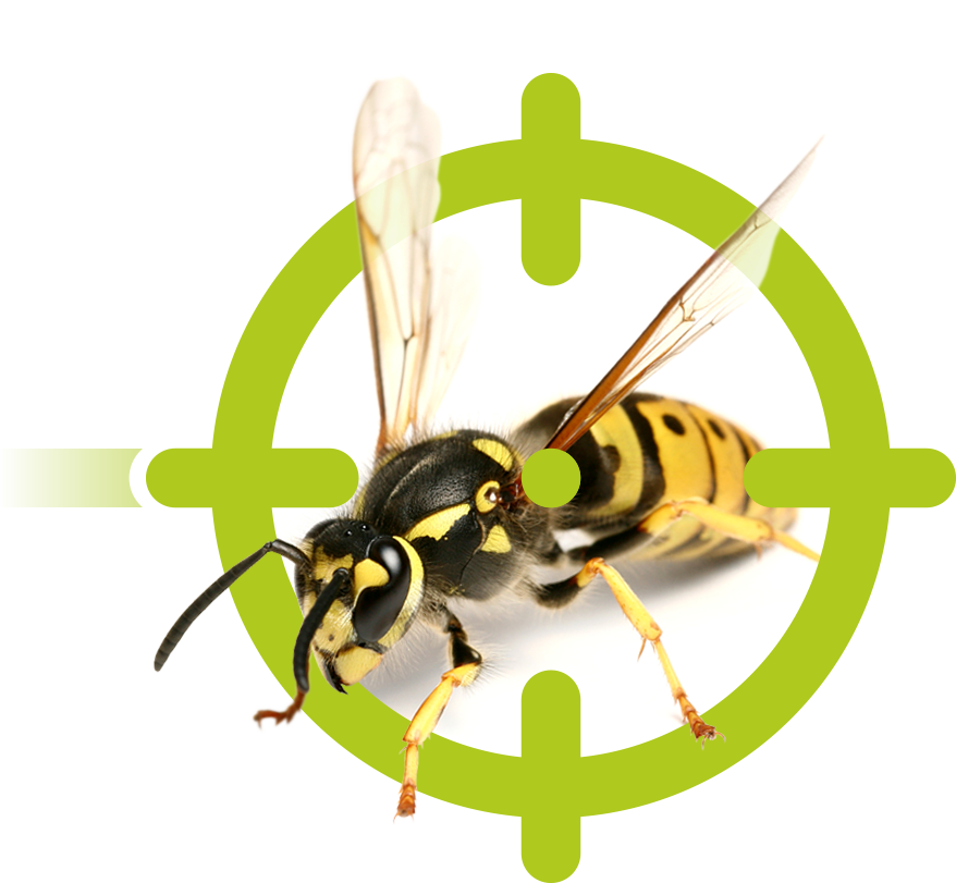Wespen | EXento GmbH Schädlingsbekämpfung